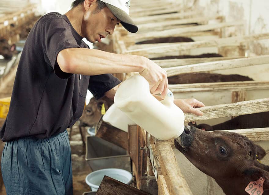 南州黒牛の飼育イメージ 1